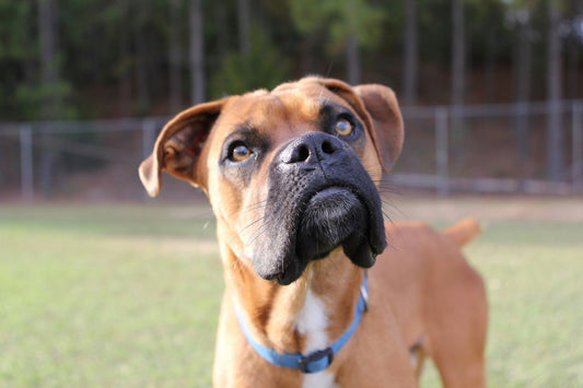 Dog Parks Gold Coast